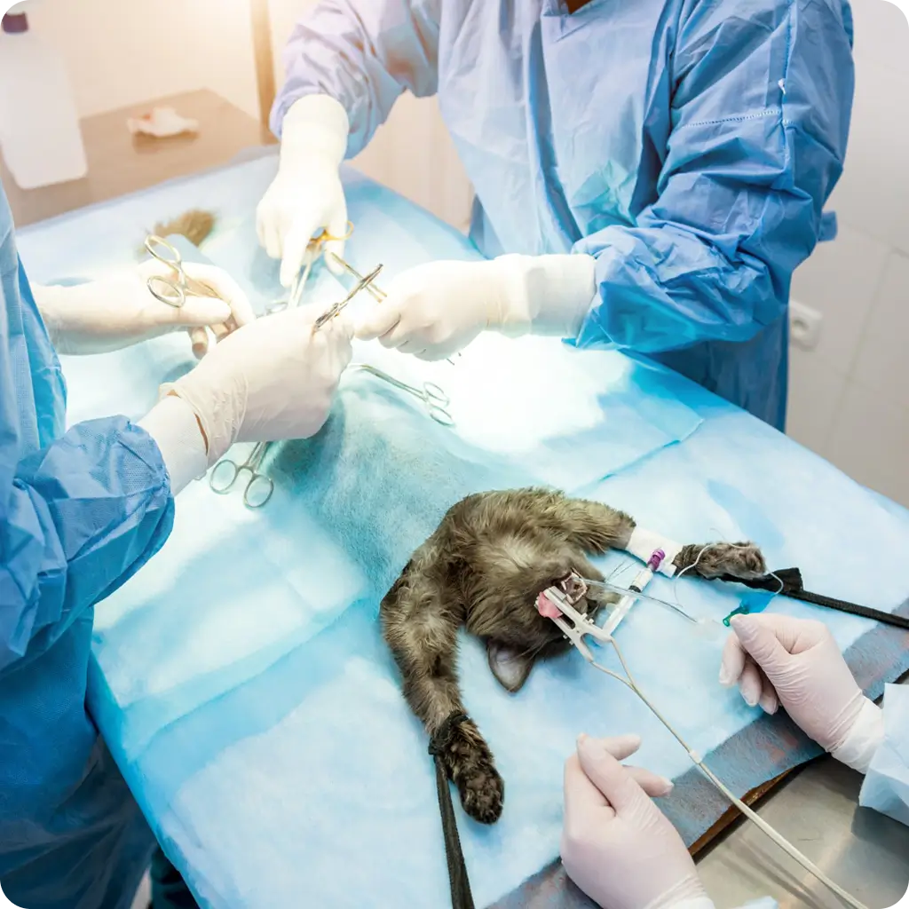 sebeszeti szolgaltatasok